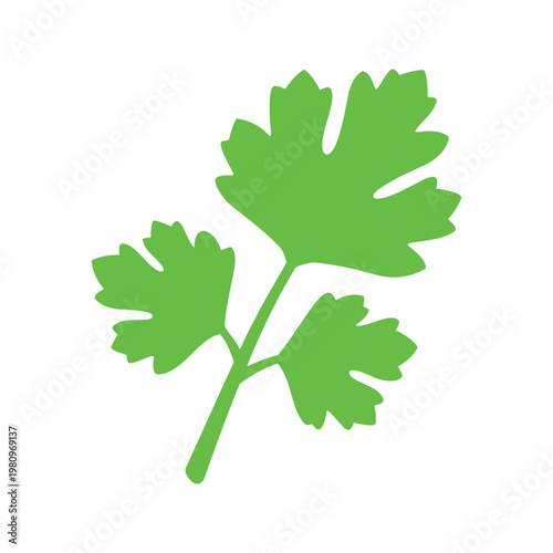 Fresh cilantro sprig in simple vector illustration against white backdrop