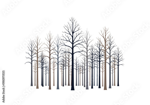 A dense forest of bare trees in winter silhouette.