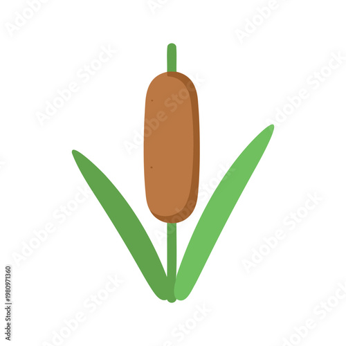 This illustration shows a typha plant, also known as bulrush or cattail, which is characterized by its brown cylindrical flower spikes and green