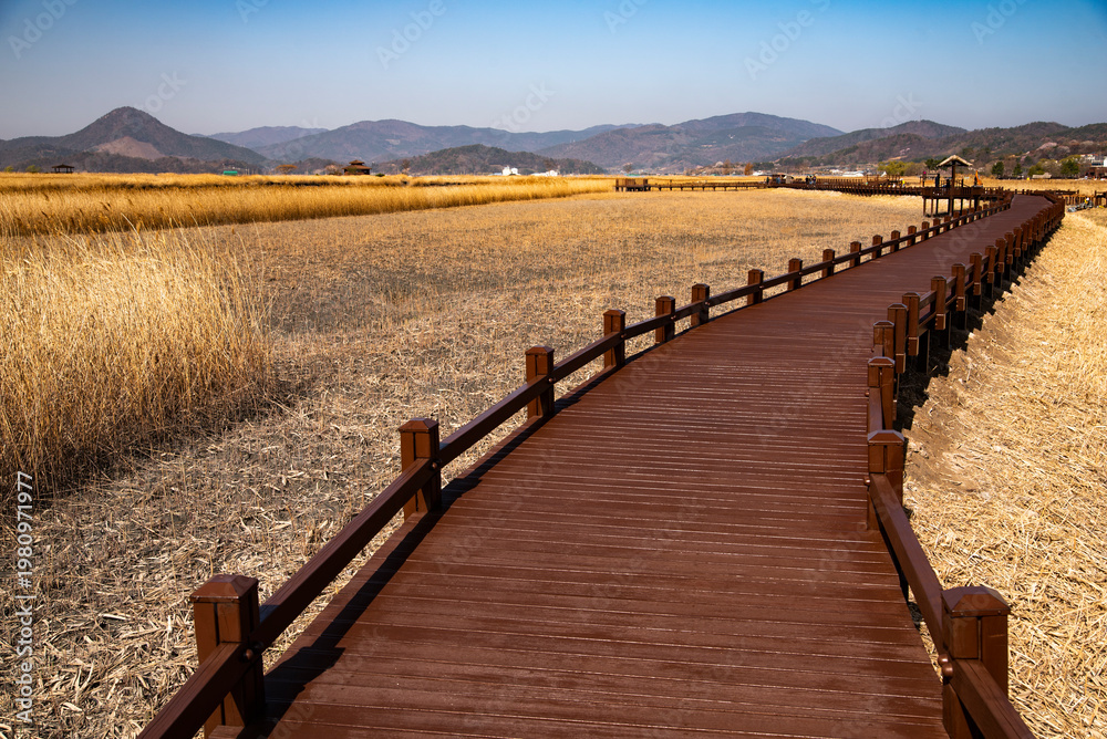 Obraz premium 순천만 습지 갈대 군락지, Suncheon Bay Wetland Reed Colony