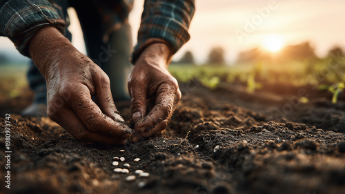 Farmer's hands planting seeds in dark fertile soil, close up of rough hands carefully placing small seeds into freshly plowed soil.