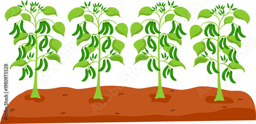 Gardening or Farm Plant Bed, Vegetable Nursery Bed Illustration