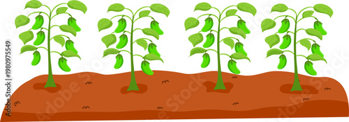 Gardening or Farm Plant Bed, Vegetable Nursery Bed Illustration