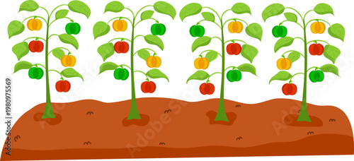 Gardening or Farm Plant Bed, Vegetable Nursery Bed Illustration