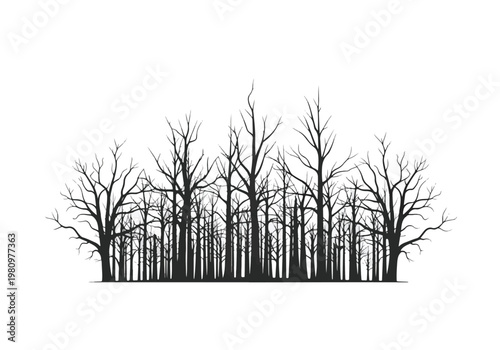 Silhouette of Bare Trees in a Dense Forest.