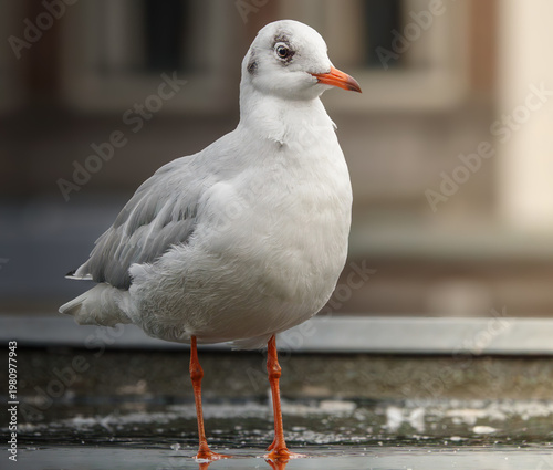 Lachmöwe in der Stadt