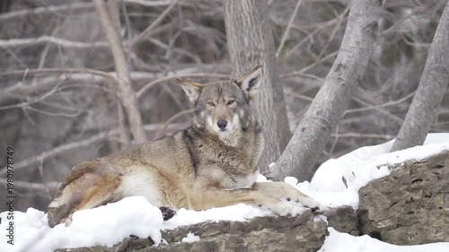 Wild red wolf resting on snowy rock in winter forest