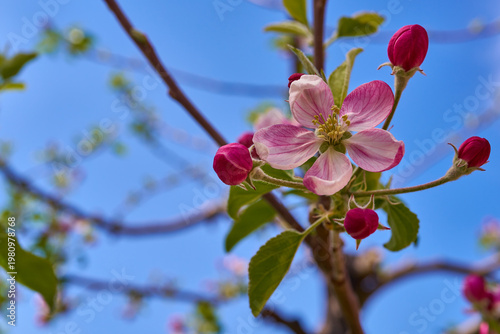 Apfelblüte
