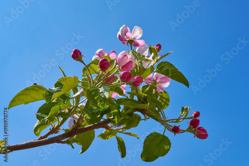 Apfelblüte
