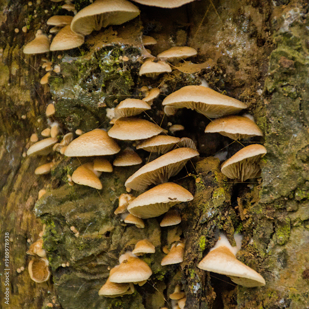 Fototapeta premium Closeup of many oysterling mushrooms growing on a tree - Crepidotus 