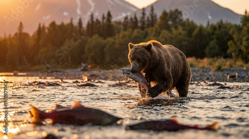 A Kamchatka bear hunts fish in a mountain river during salmon spawning against the backdrop of mountains and forests