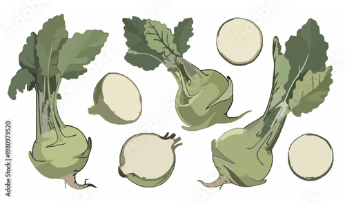 Isometric kohlrabi vegetable vector illustration set with fresh bulb and sliced pieces flat infographic style
