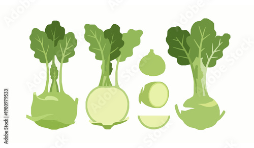 Fresh kohlrabi vegetable vector set with whole bulb and sliced pieces in modern flat design style