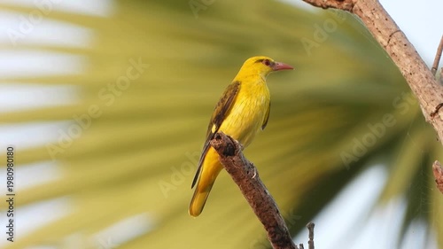 Beautiful bright yellow golden oriole bird perched on a branch