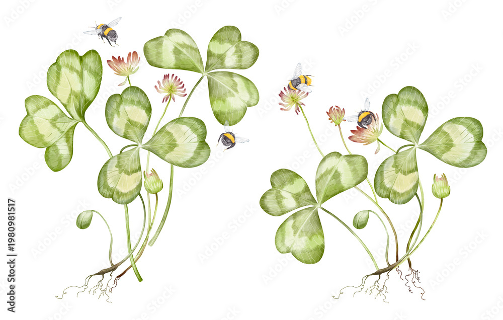 Obraz premium Watercolor hand drawn botanical illustration of wildflower clover isolated on white background. Bouquet with lucky clover, leaves, blooming purple, pink buds, bumblebees. Patrick's day composition