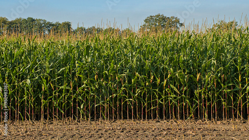 Sunny corn field ready for harvest in the flemish countryside in autumn
