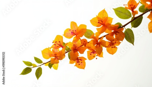 Bougainvillea branch with bright orange bracts and magenta centers with green leaves isolated on white background for floral design