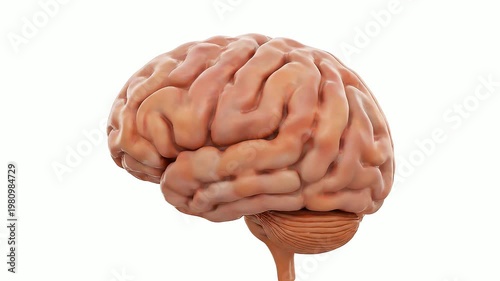 A detailed illustration of a human brain with convolutions and stem