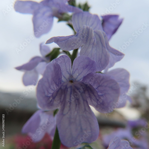 日本で春にマツバウンランが紫色の花を咲かせています