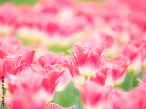 二色のかわいいチューリップ。春の公園や花壇を彩るチューリップのある風景。自然風景素材