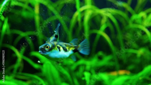 Puffer Fish Swimming in Lush Green Planted Aquarium 