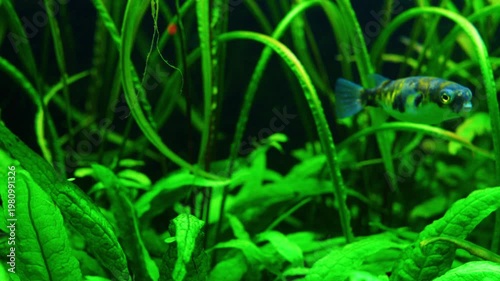 Puffer Fish Swimming in Lush Green Planted Aquarium 