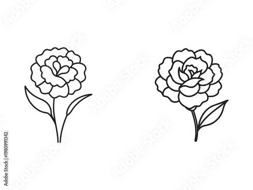 Line drawing of two flowers with leaves on transparent background