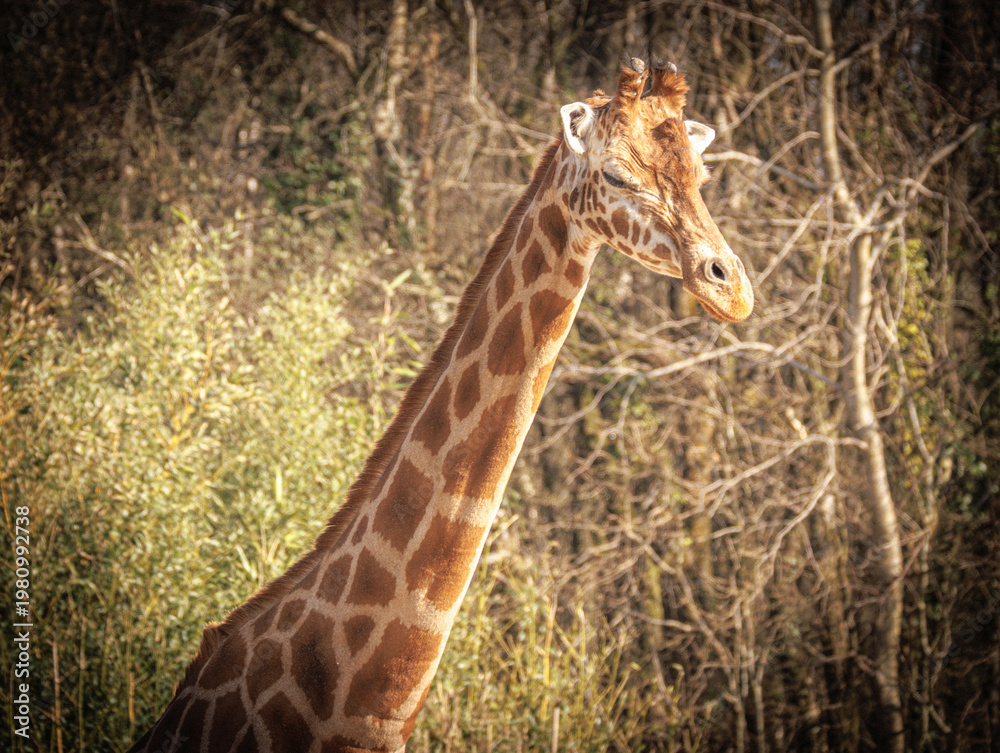 Obraz premium Giraffe Portrait - African Wildlife Close-Up