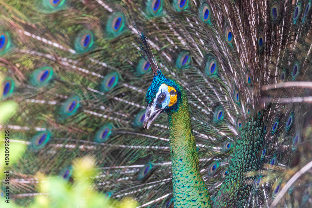Fototapeta premium Close-Up of a Majestic Peacock - A Royal Display of Peacock Feathers Captured in Fort Worth, Texas, USA.