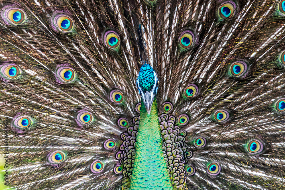 Obraz premium Close-Up of a Majestic Peacock - A Royal Display of Peacock Feathers Captured in Fort Worth, Texas, USA.
