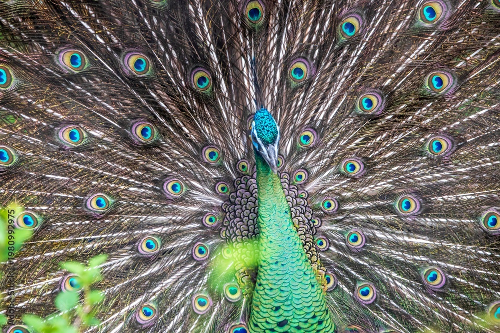 Obraz premium Close-Up of a Majestic Peacock - A Royal Display of Peacock Feathers Captured in Fort Worth, Texas, USA.