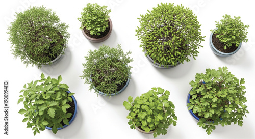 Top-Down View of Various Green Potted Plants on White Background Vector