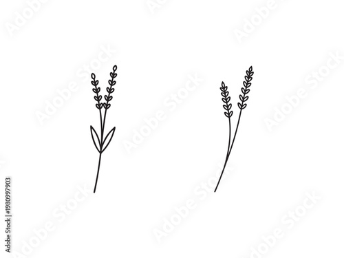 Simple hand drawn wheat or oat ears illustration on white background for food or agriculture concept
