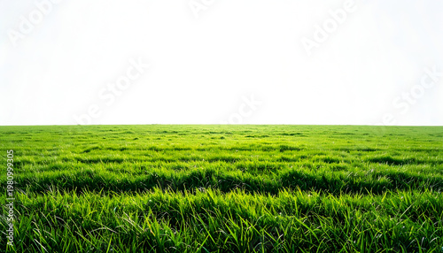 Emerald expanse, serene vista, boundless green, tranquil field
