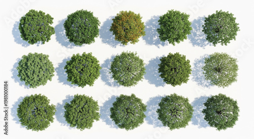 Top View Green Tree and Bush Set Vector