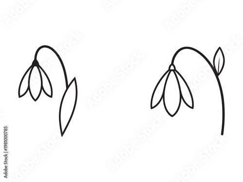 Snowdrops flowers illustrations in minimalistic style  simple line art of two snowdrop flower heads with leaves  isolated on transparent background