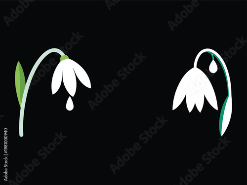 Snowdrops with green stems and leaves  white flowers  spring flowers  isolated on black background