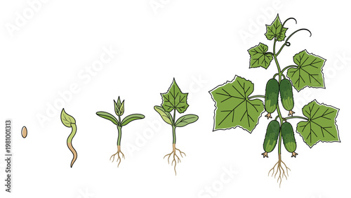 Diagram showing the life cycle and growth stages of a cucumber plant from seed to mature vine with fruits.