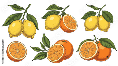 Detailed hand drawn illustration of fresh lemons and oranges on leafy branches alongside juicy sliced fruit halves.