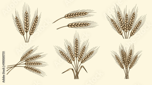 Professional set of detailed hand drawn wheat ear sketches in various arrangements ideal for bakery and agriculture themes.