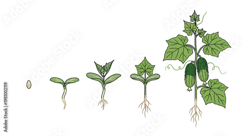 Growth stages of a cucumber plant from seed to seedling to mature plant with green fruit and roots in line art style.