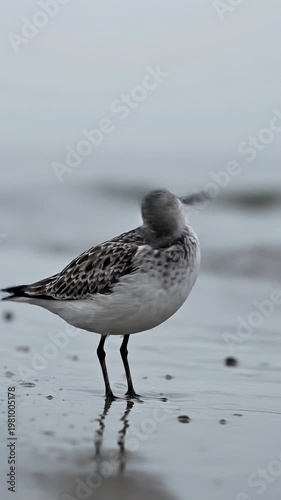 Small Sandpiper Bird Standing on Wet Sandy Beach Near Gentle Ocean Waves