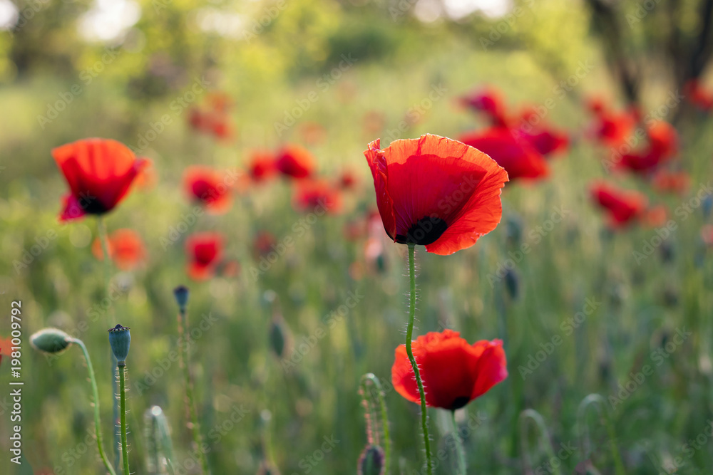 Naklejka premium Poppy blooms in the garden. Bright red poppies against a blurred background of green grass.