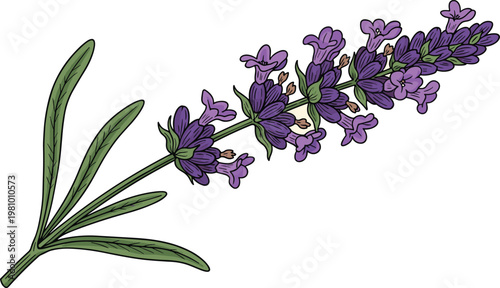 Lavender Flower Stem with Purple Blooms and Green Leaves for Botanical and Aromatherapy Illustration