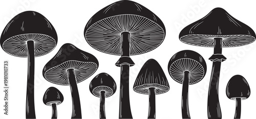 Stylized mushroom illustration, black and white fungi drawing, tall stem mushrooms, rounded caps artwork, detailed gill patterns, natural fungi sketch