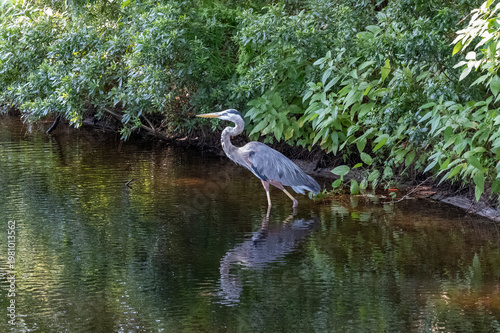 A heron stands gracefully at the edge of a serene river, surrounded by lush greenery. The clear water reflects the bird's image, creating a tranquil scene that captures the peacefulness of nature