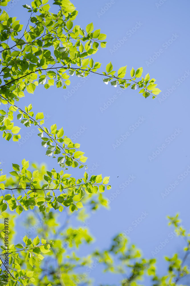 Fototapeta premium 青空背景で新緑の葉脈が光に透ける自然背景 環境や成長イメージ 人無し