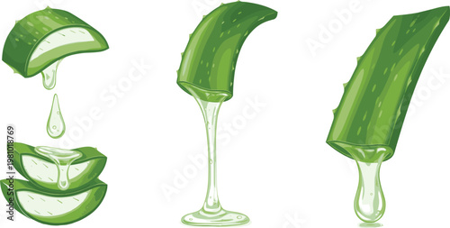 Aloe Vera Vector Set with Fresh Leaf, Gel Drops, and Sliced Sections for Skincare, Health, and Natural Remedies Illustrations