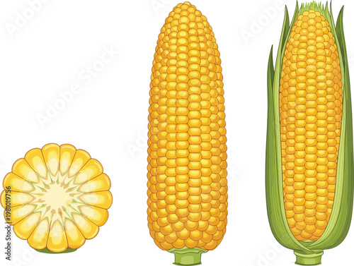 Corn Vector Set with Whole, Sliced, and Unpeeled Corn Ears on White Background for Food, Agriculture, and Harvesting Illustrations