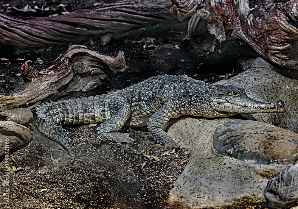 Fototapeta premium Australian crocodile on the ground. Latin name - Crocodylus johansoni